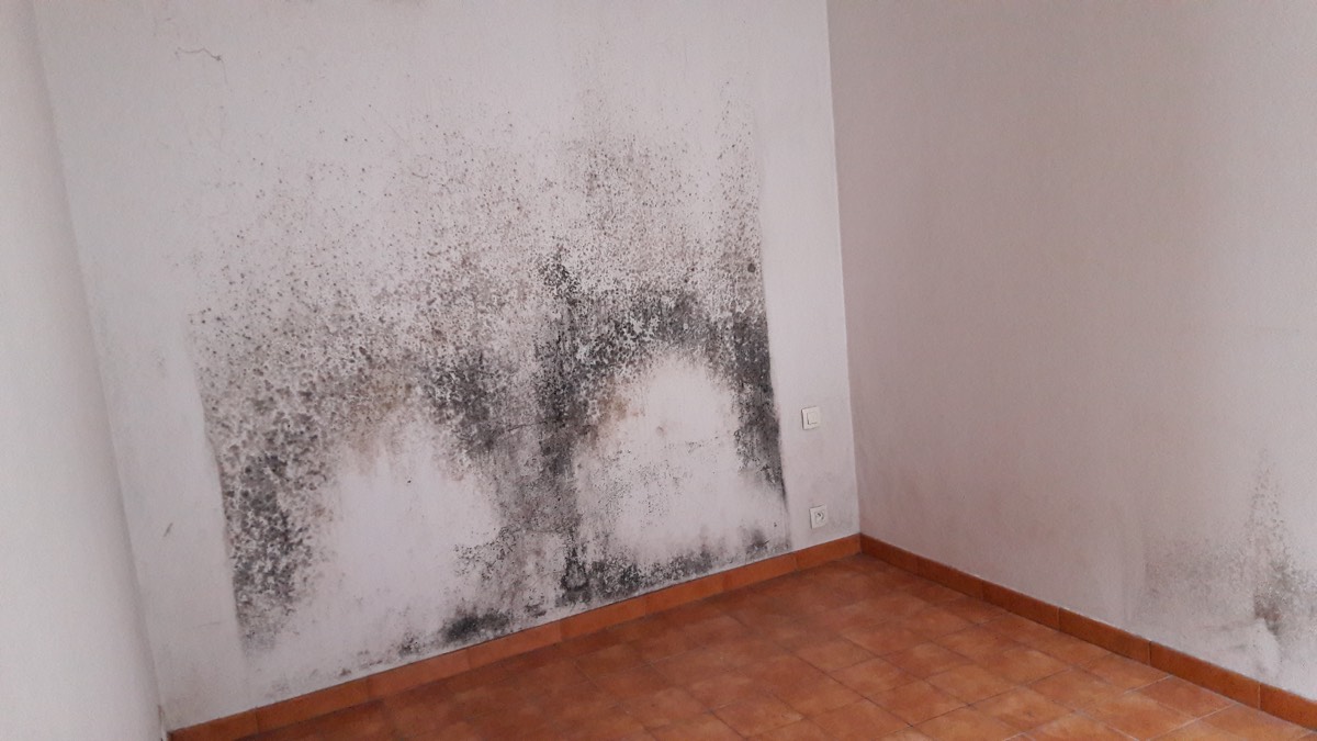 Moisissures - Expertise humidité à Pau